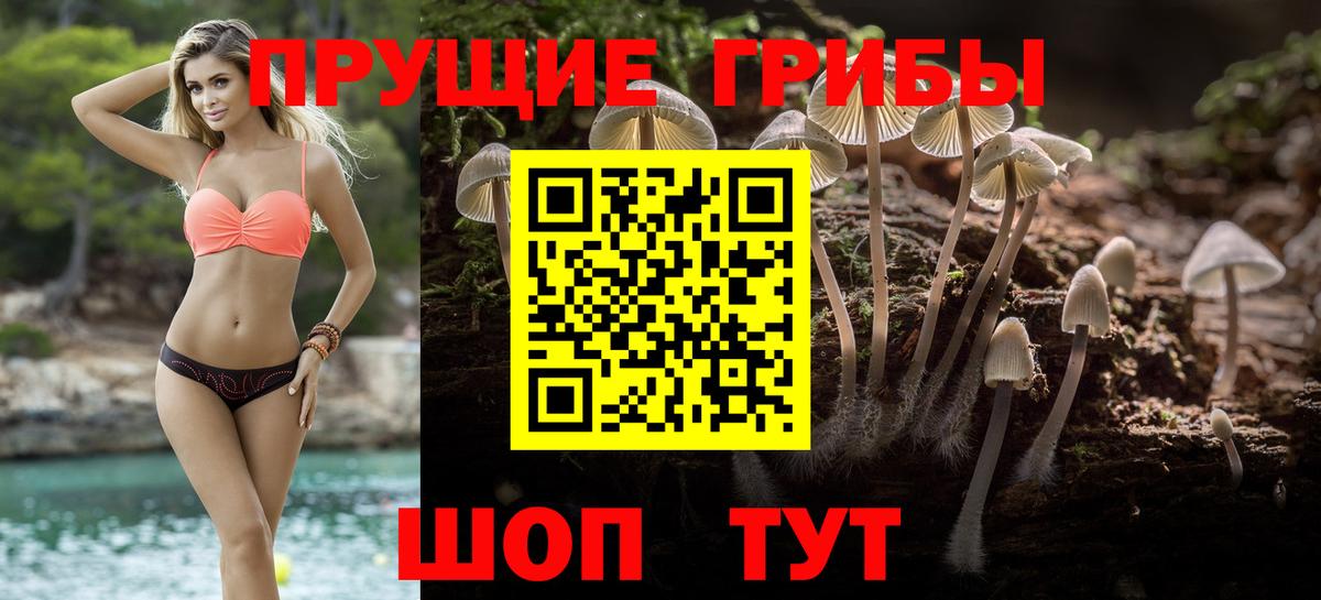 Псилоцибиновые грибы мицелий Горно-Алтайск